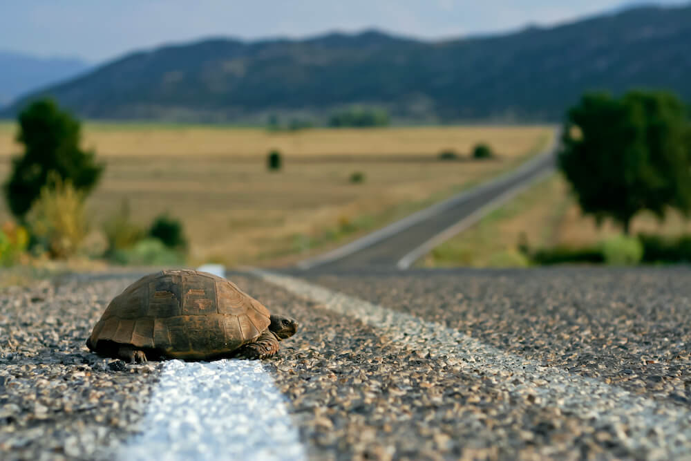 Self-awareness turtle on the road